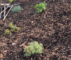 DC Landscapes mulching