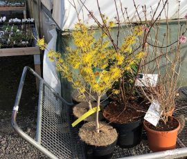 DC Landscapes planting advice